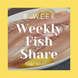 8 Week Fish Share